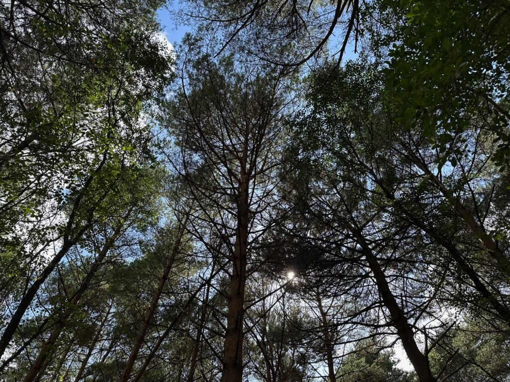 trees in woods